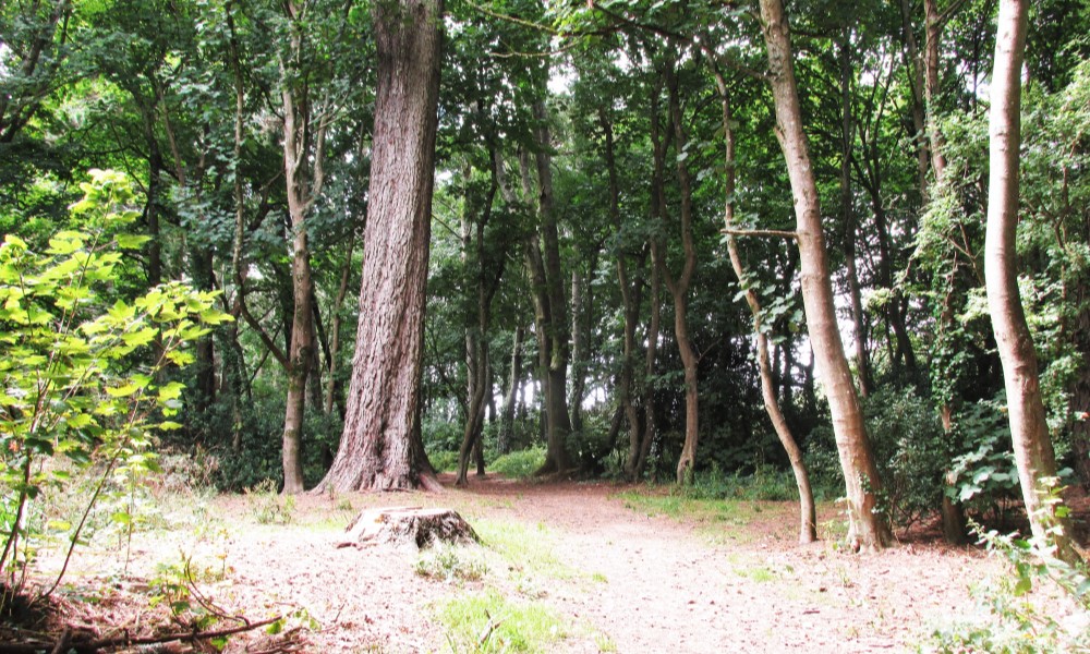 Photograph of Heamoor Poltair Woods