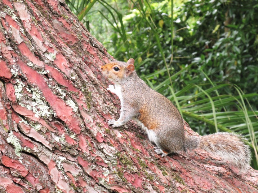 Photograph of a squirrel