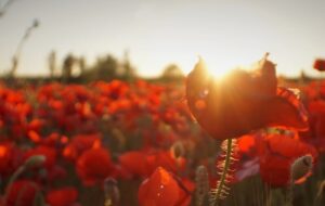 Photograph of poppies