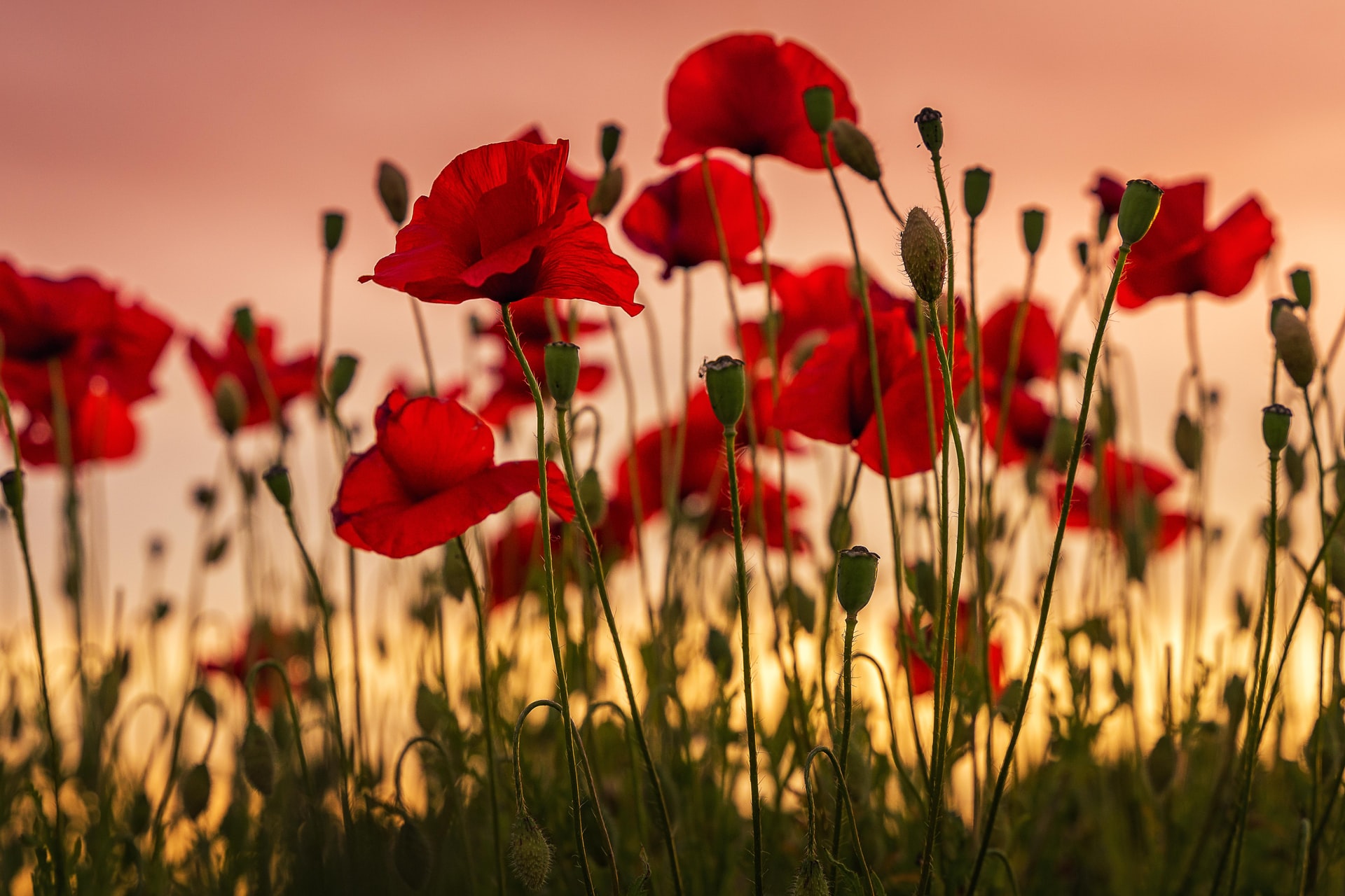 Mayor of Penzance to lay wreath on ‘Poppies to Paddington’ train
