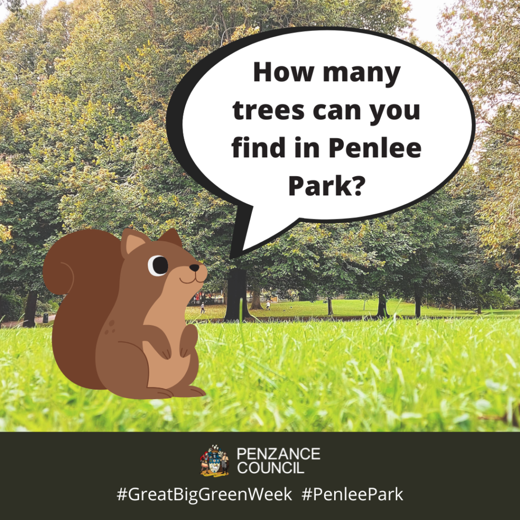 How many trees can you help Cyril the Squirrel to find in Penlee Par, Penzance in our Great Big Green Week Tree Bingo Game?