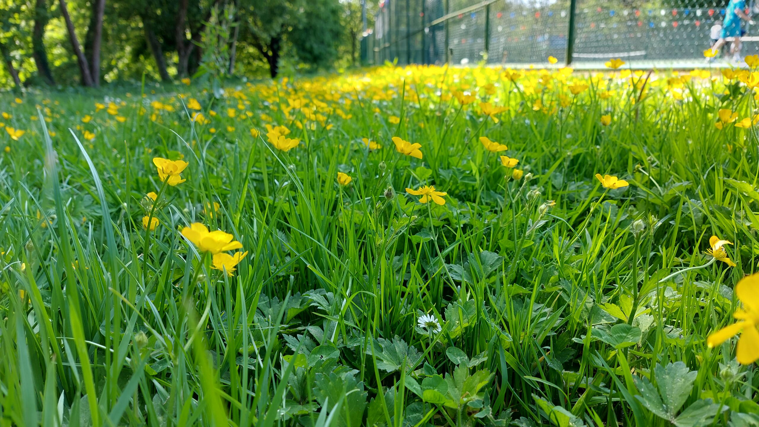 No Mow May area in Penlee Park (beside the tennis courts)