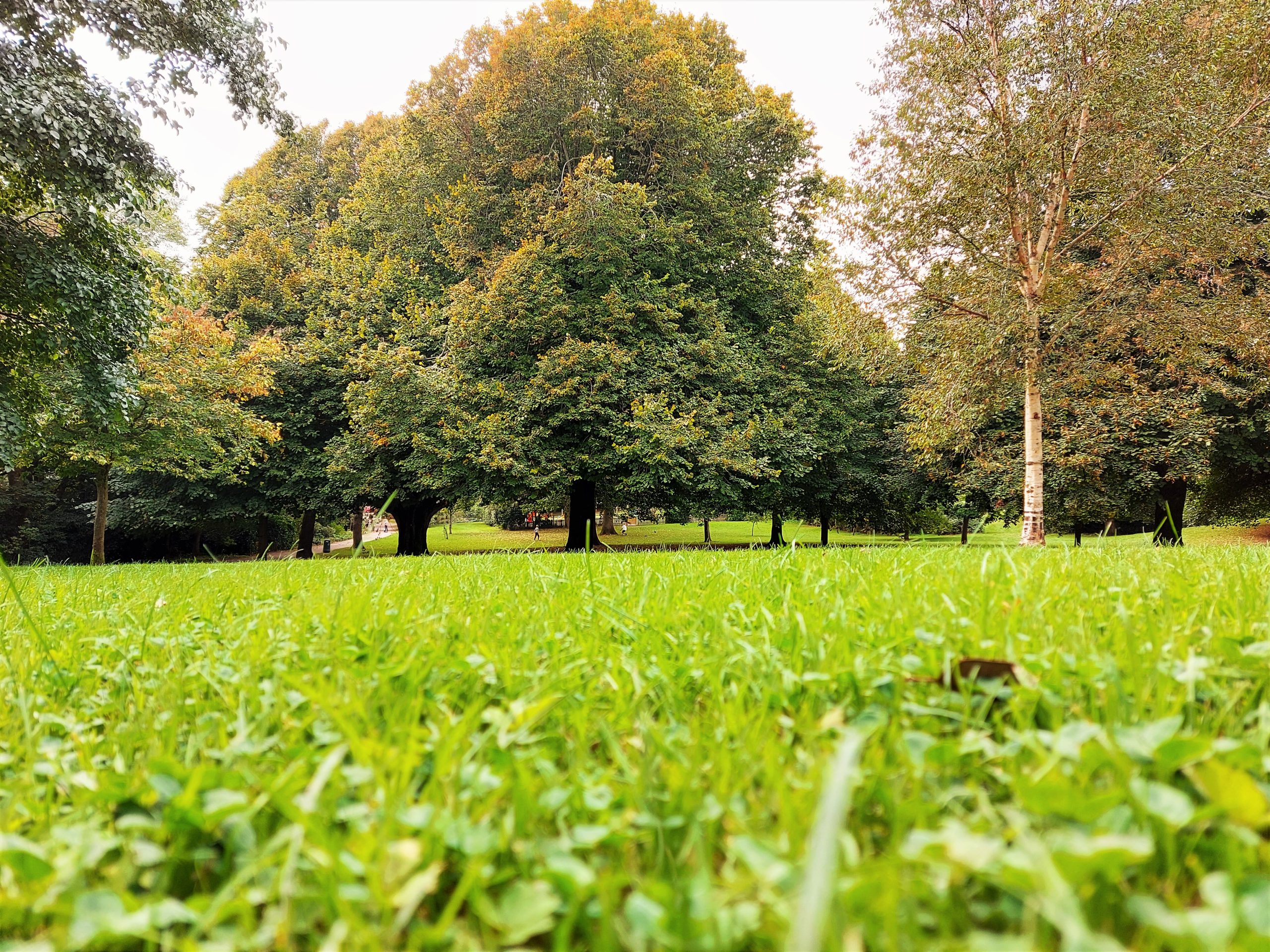 Autumn trees in Penlee Park