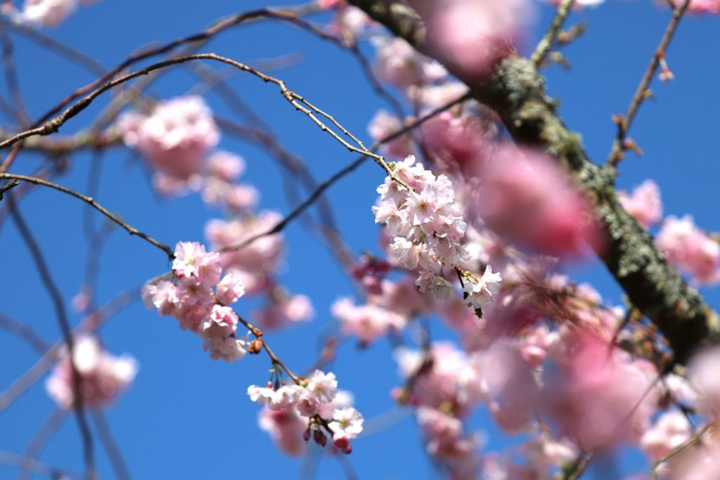 Pink cherry blossom against a blue sky